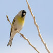 Lawrence's Goldfinch